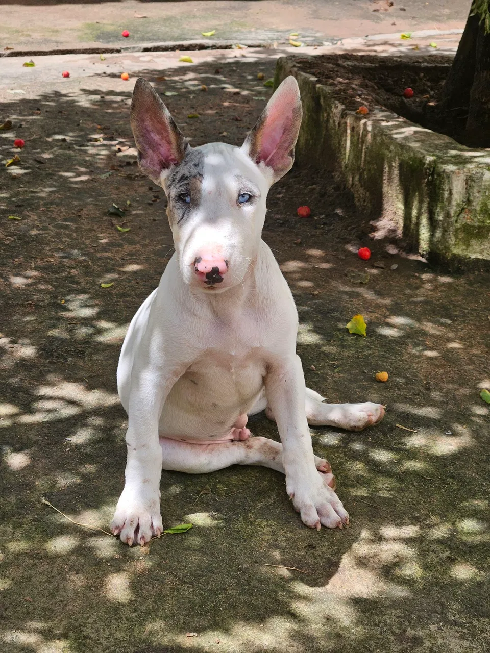 Bull terrier Filhotes