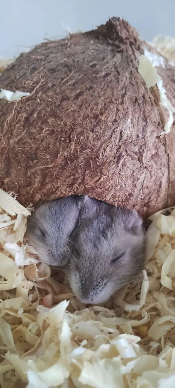 Filhote de Hamster Anão Russo