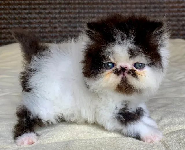 Show De Gata Persa filhote Feméa bicolor pelo longo extremada,C/37 Dia P/Reserva Linda - Foto 6