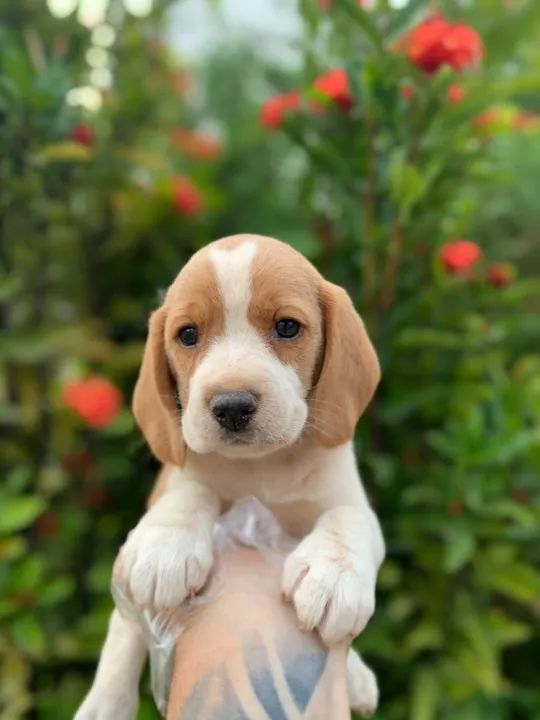 Beagle mini filhotes 11-9-4476-4862 chama e garanta   - Foto 3