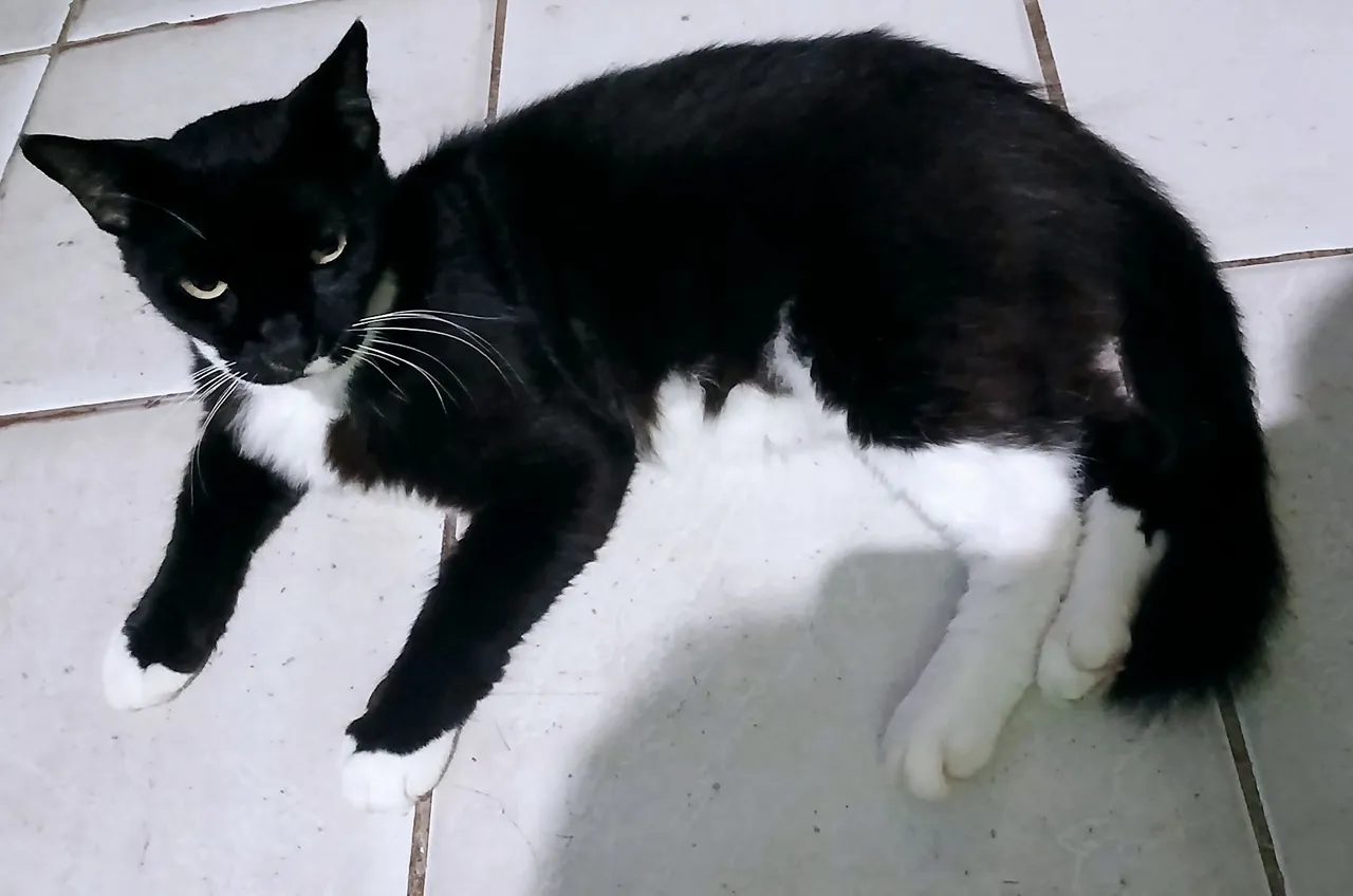 Gato macho castrado manso dócil carinhoso
