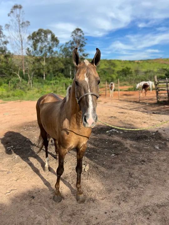 Potro Mangalarga garanhão  - Foto 3