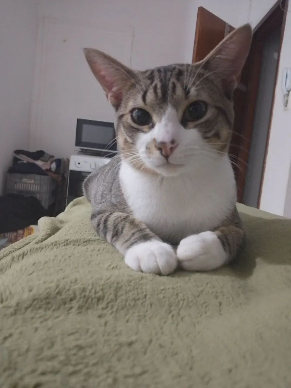 Doa se gato macho  - Foto 3