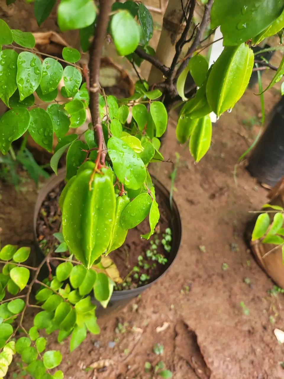 Mudas Frutíferas Enxertadas  - Foto 5