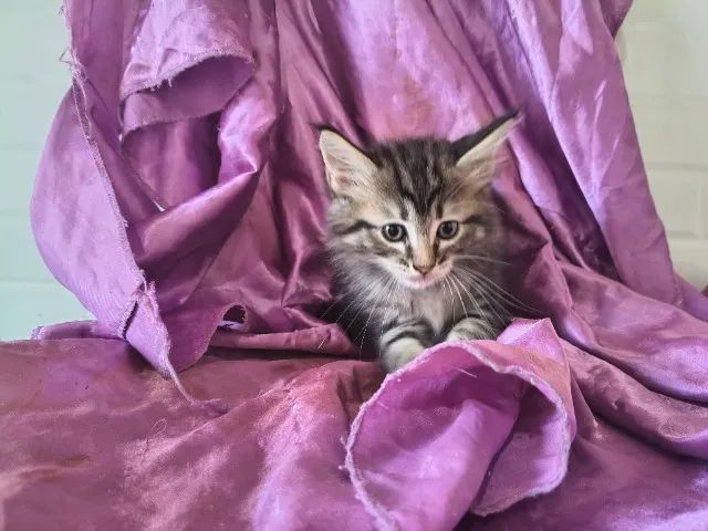 Maine Coon Filhote gato gigante  - Foto 4