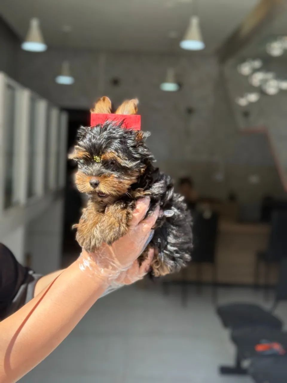 Yorkshire- Lindos Cachorrinhos com Vacinas importadas + Garantia por Escrito!