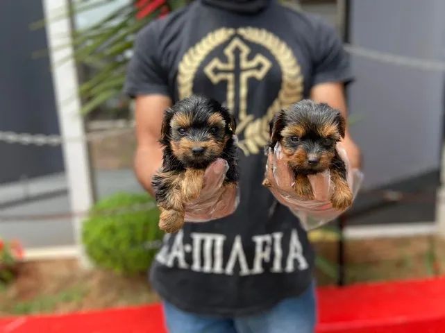 O companheiro ideal para sua família: filhotes adoráveis !!