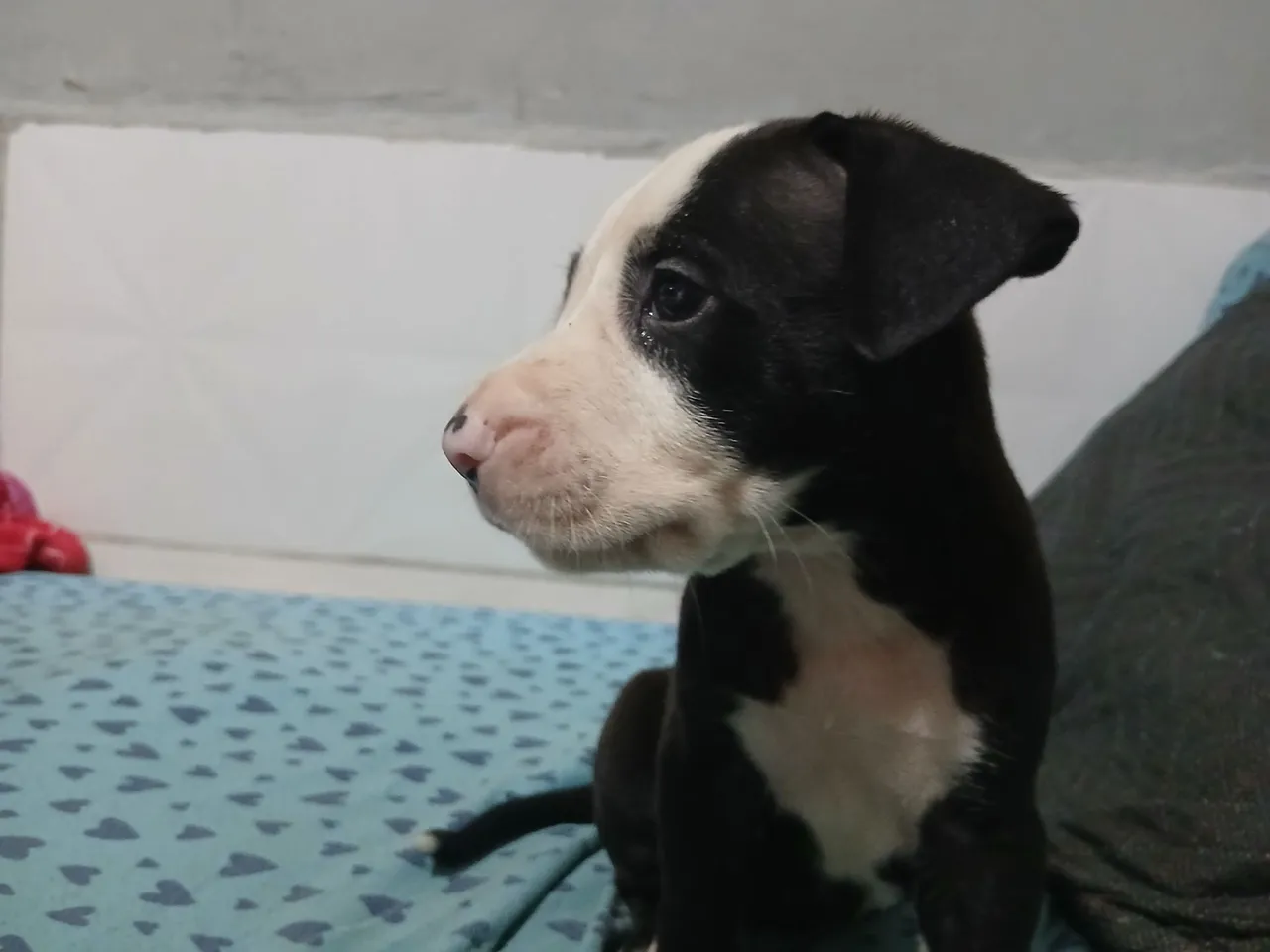 Filhote de Pitbull