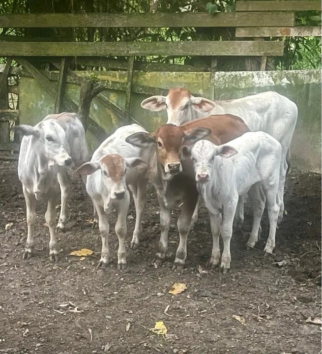 Terneiros bezerras novilhos 