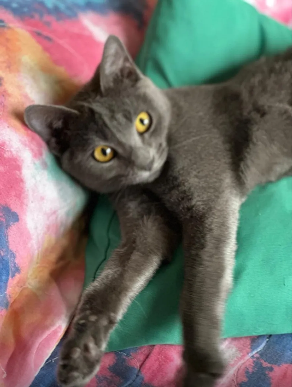 SIMPLESMENTE APAIXONANTE !! CHARTREUX FÊMEA/ VACINADA