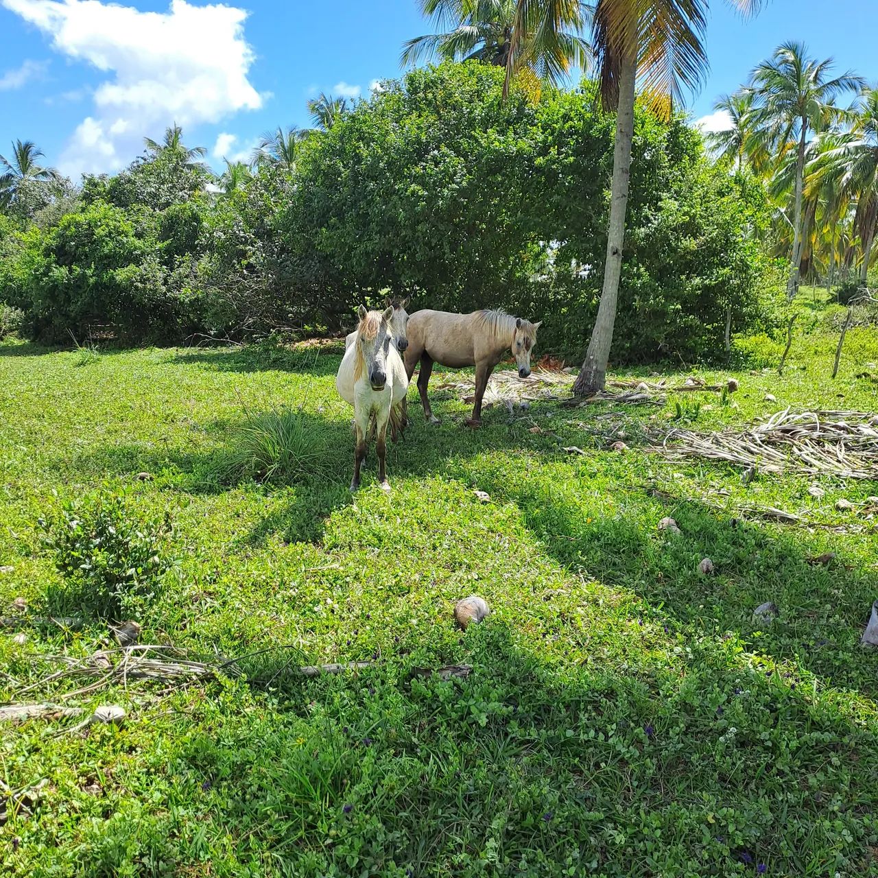 Vendo ou troco  - Foto 3