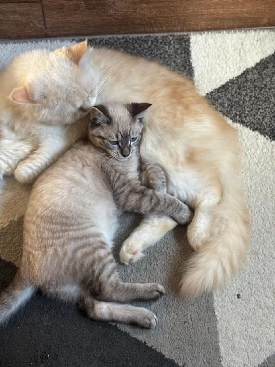 Gato persa - Foto 3