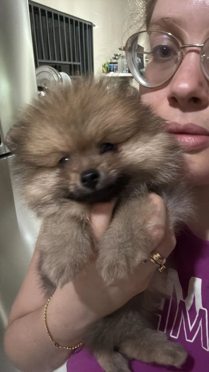 Pet 