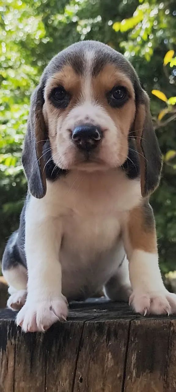 Lindos Filhotes de Beagle com Pedigree  - Foto 5
