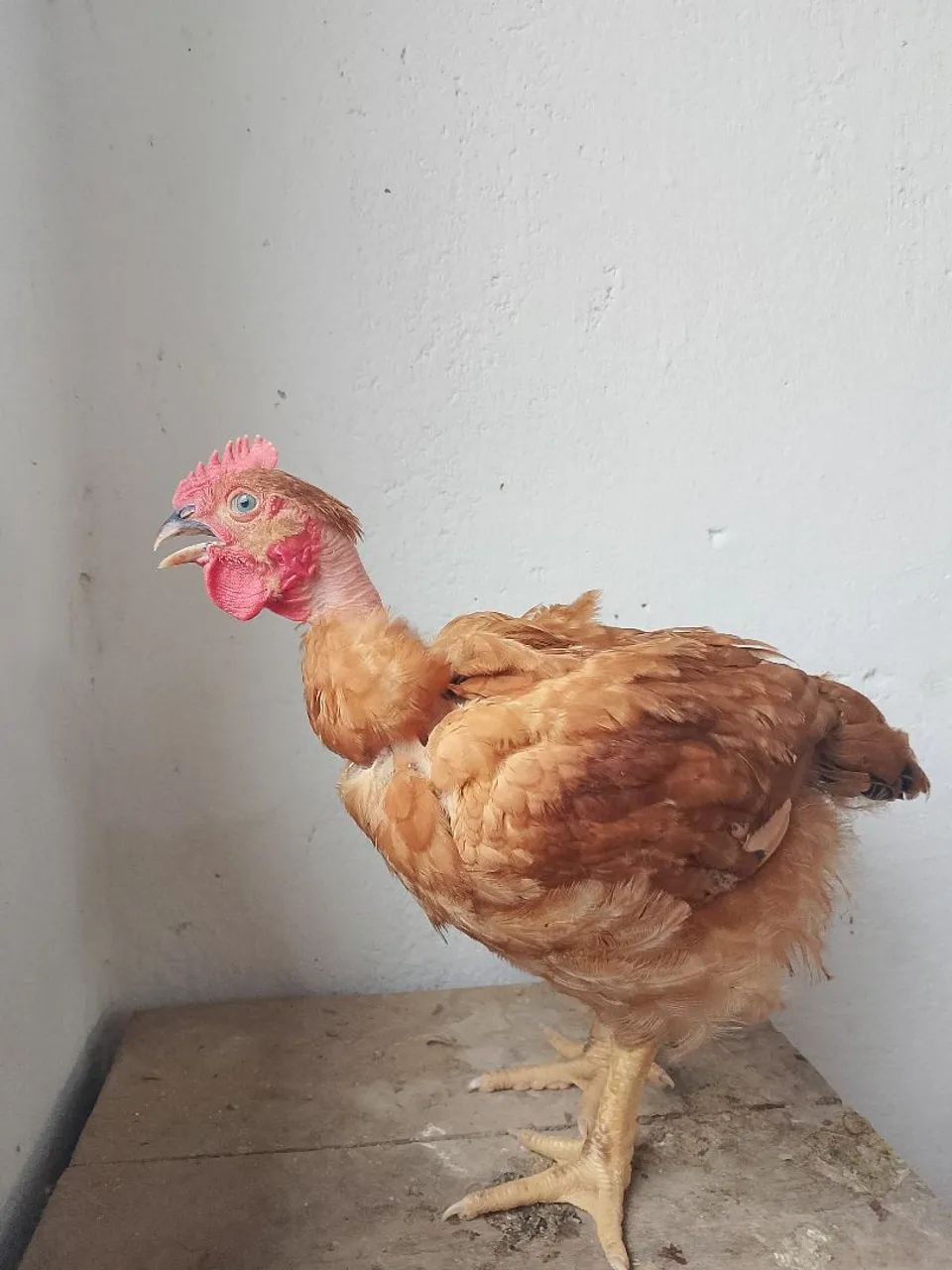 Vedo um lote com. 10 frangos e 10 capotes  - Foto 4