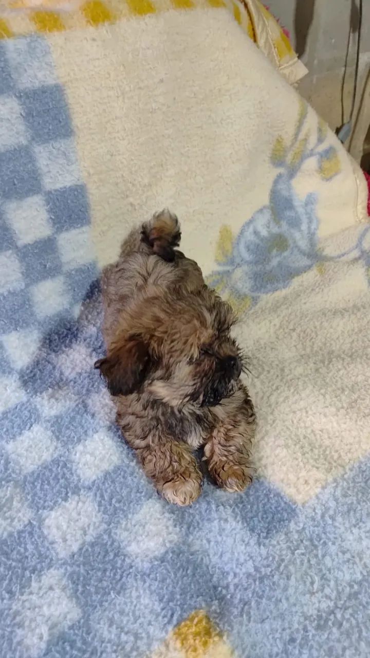 Filhotes de shih tzu - Foto 4