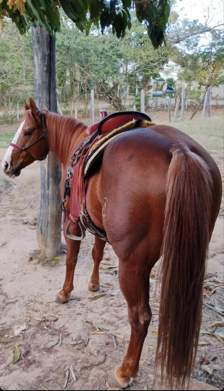 Cavalo quarto de milha 