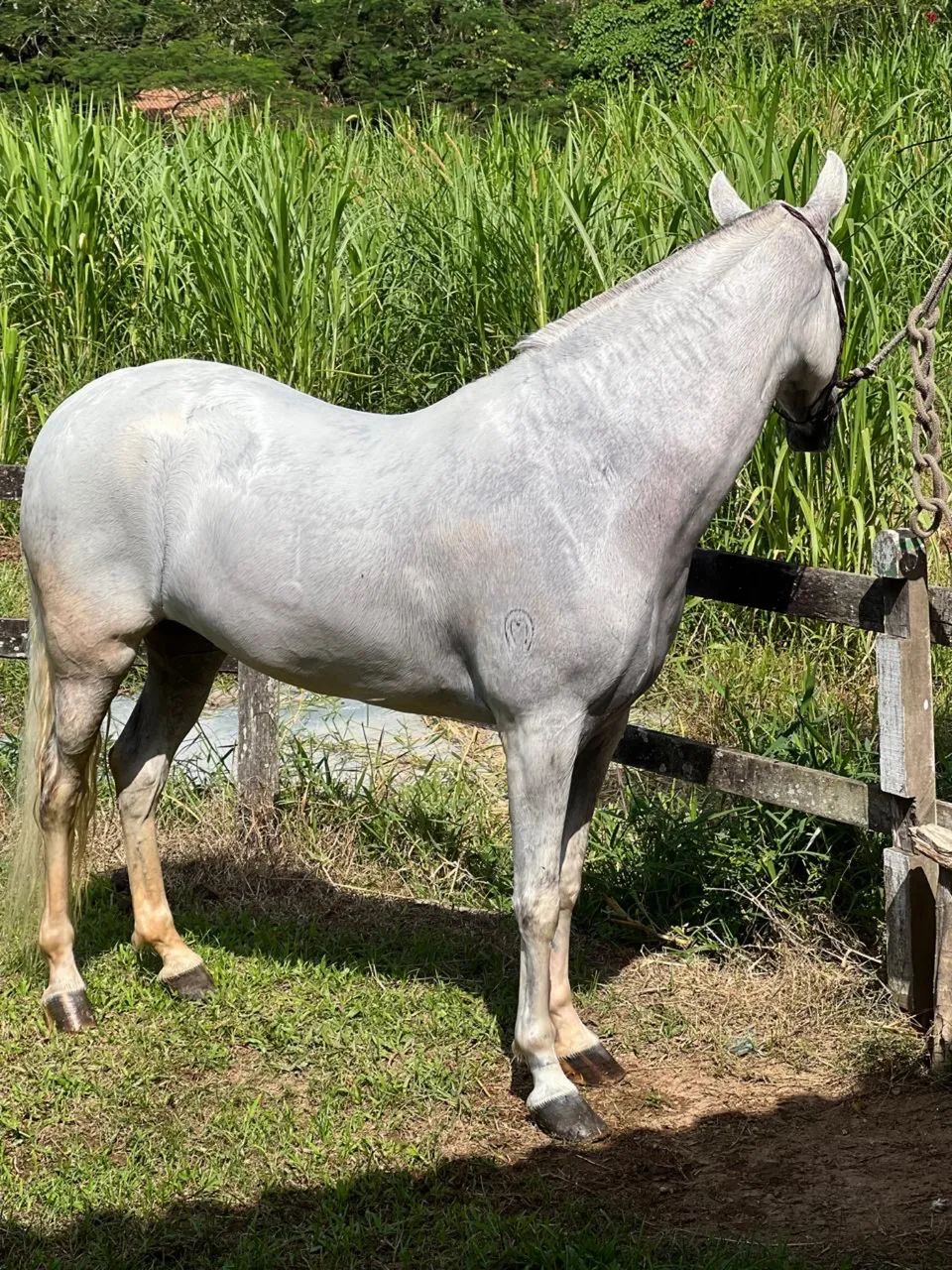Cavalo mangalarga machador - Foto 4