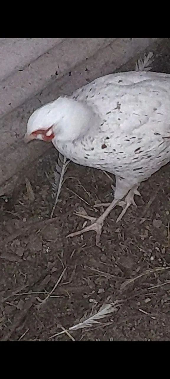 galinha