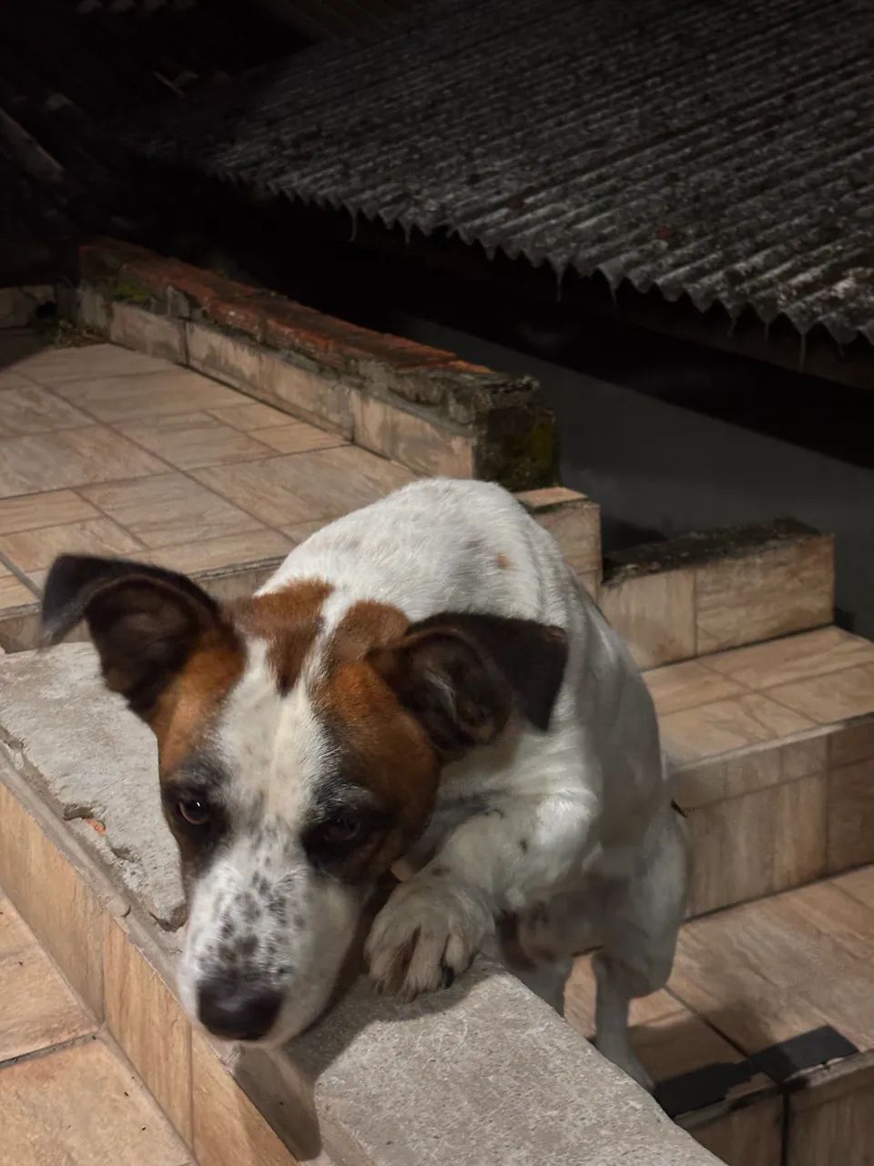 Cachorro para adoção responsável  - Foto 2