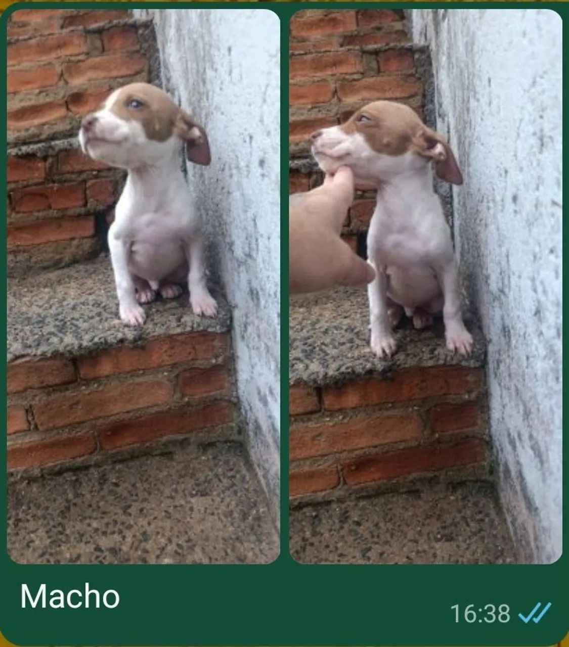 Pit Bull  - Foto 3