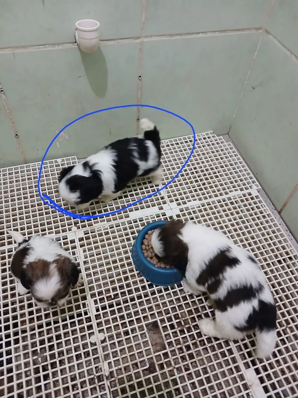Fêmea Micro Shihtzu 