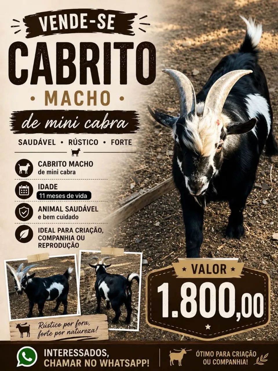 Mini Cabrito 