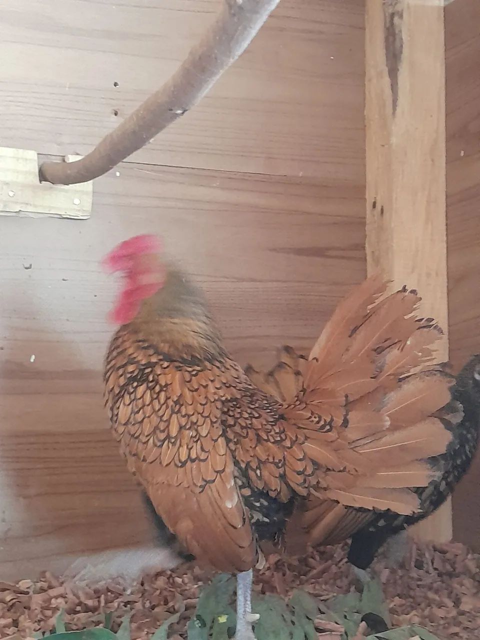 Pintinhos Sebright Dourados  - Foto 4