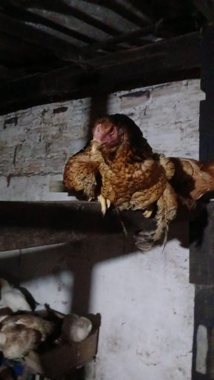Vendo criação galos e galinhas indio gigante . - Foto 5