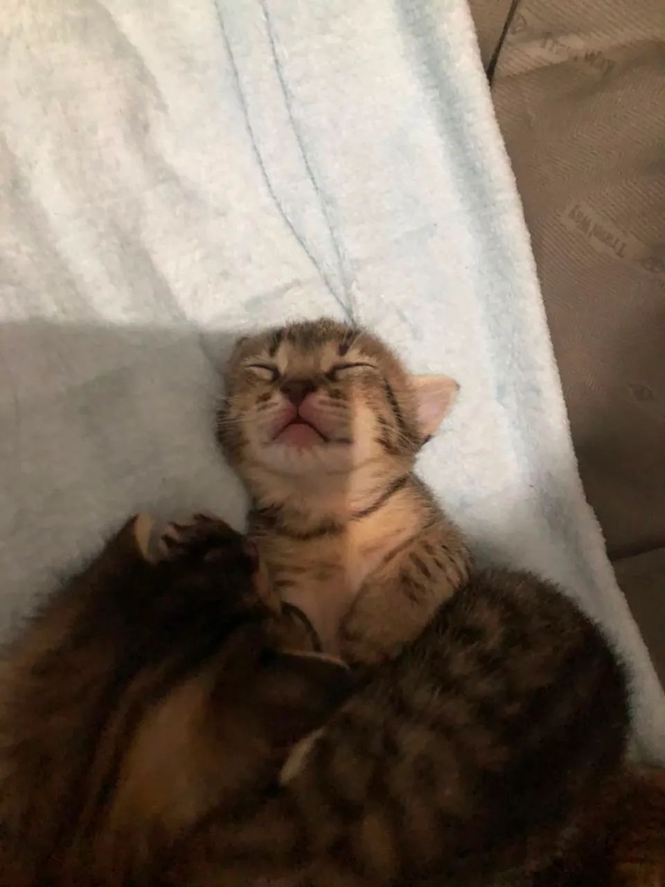 Gatinhos para doação