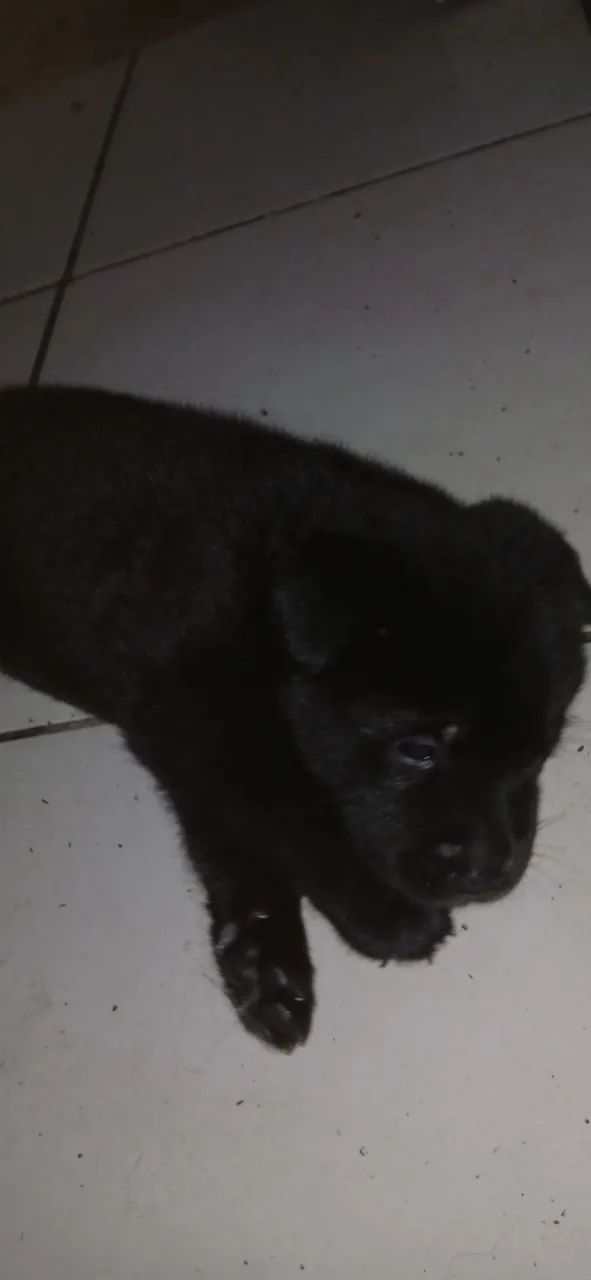 Cachorro ?  - Foto 3