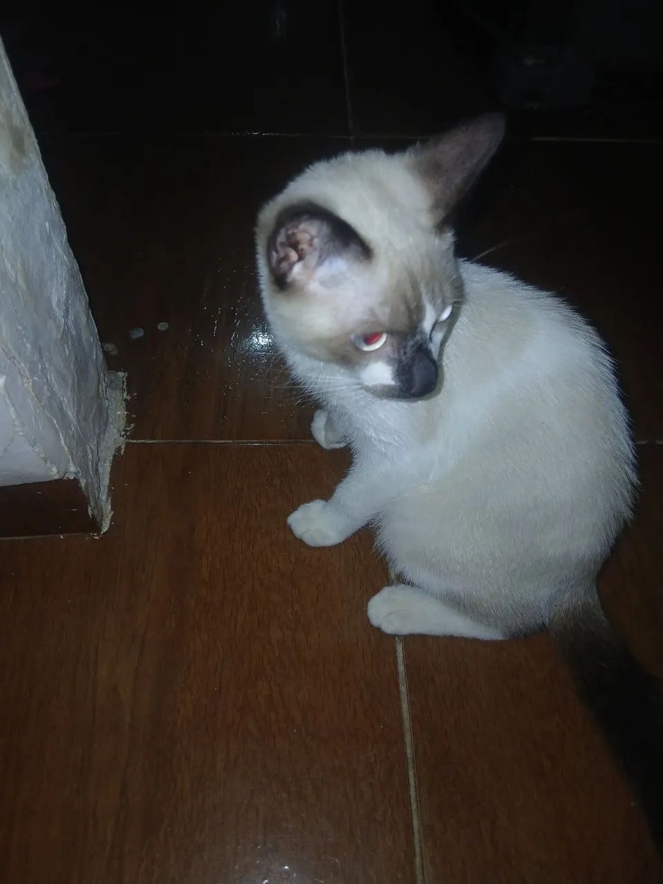 Gato pra doação  - Foto 2