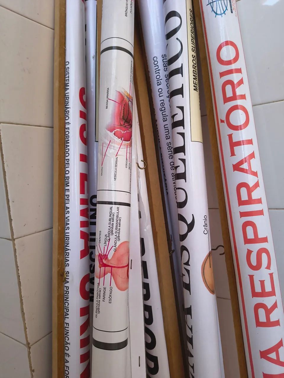 Mapas do corpo humano  - Foto 4