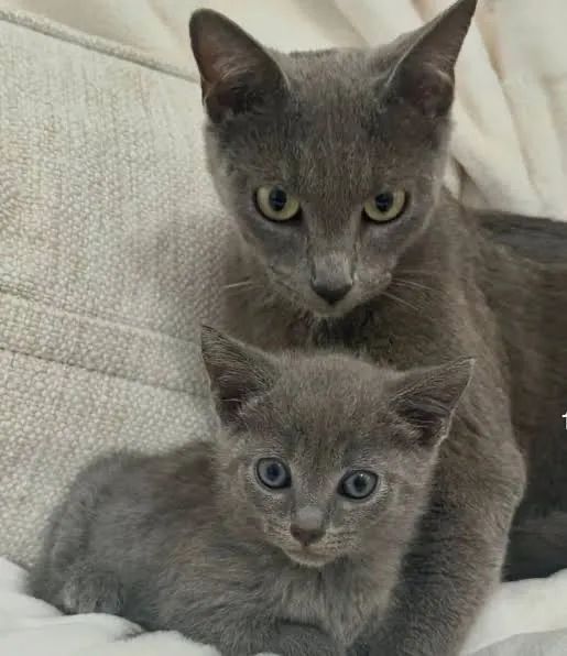 Russian Blue macho e fêmea 