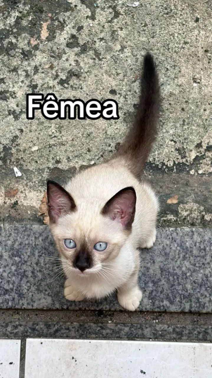 Adoção de gatinhas 