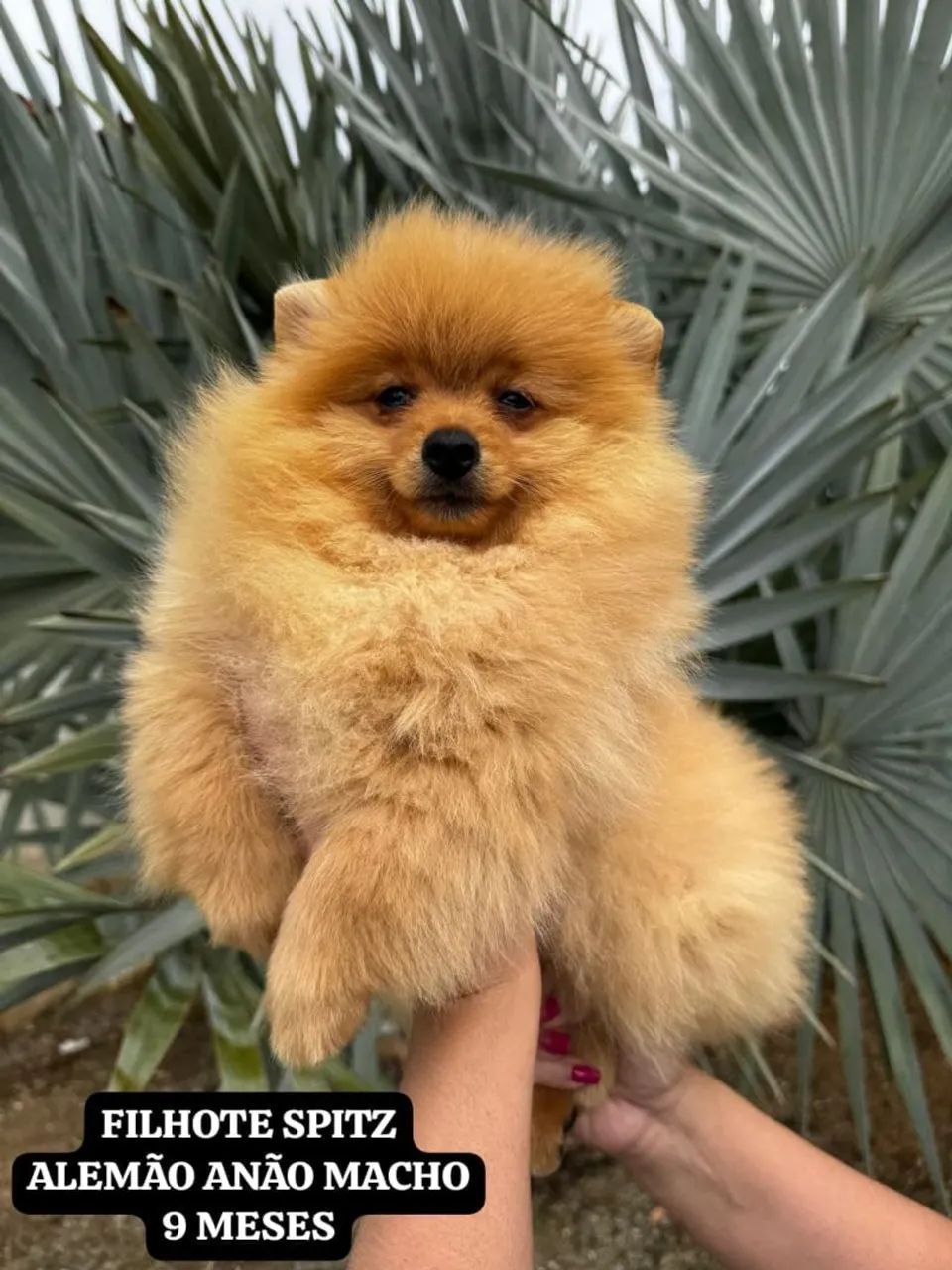 Filhote Spitz alemão com pedigree - Foto 2