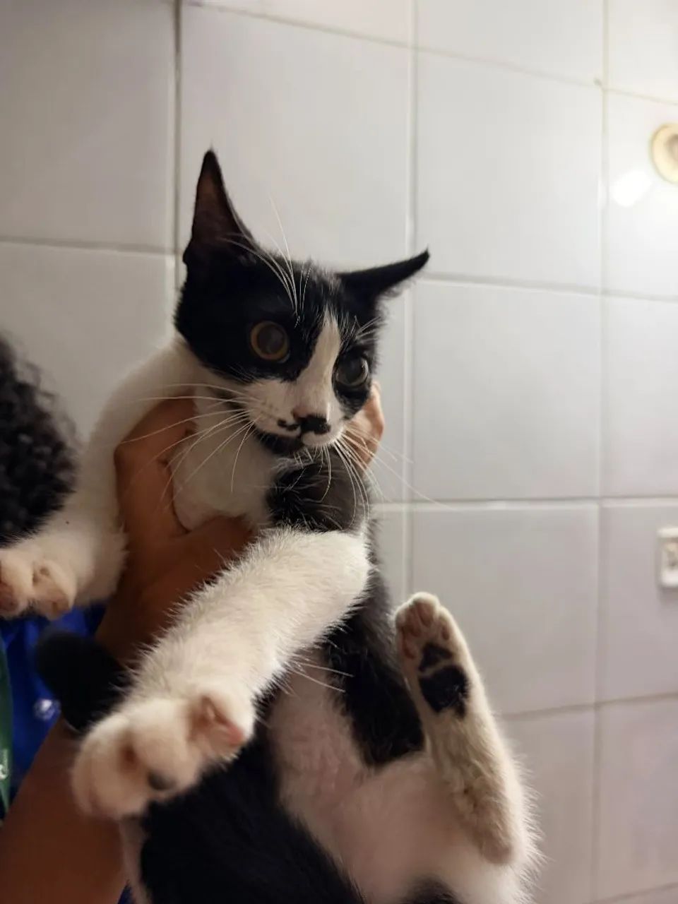 Doação responsável  - Foto 3