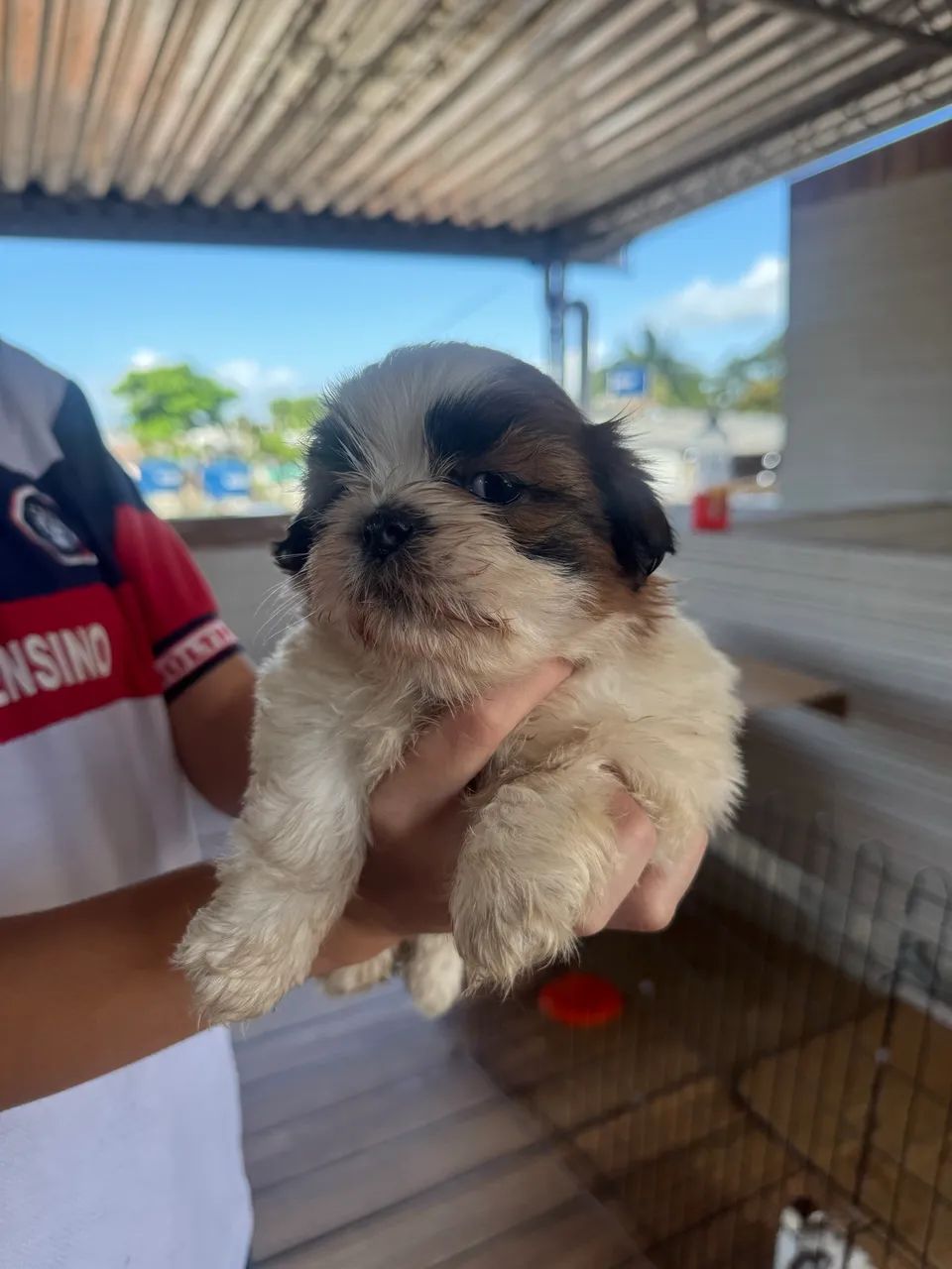 Shih Tzu 1.500 - Foto 5