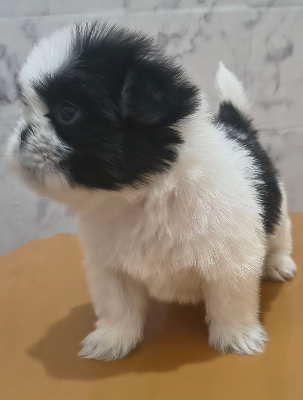 Shitzu machos disponível 
