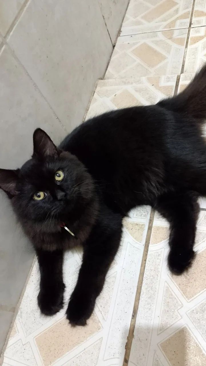 Procura gatinho perdido  - Foto 4