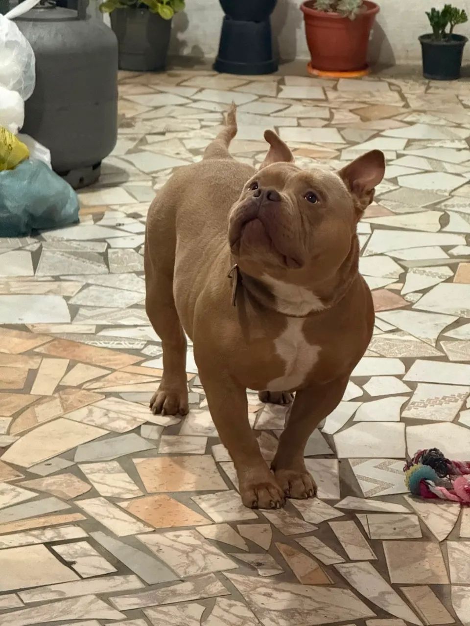 American Bully  - Foto 3