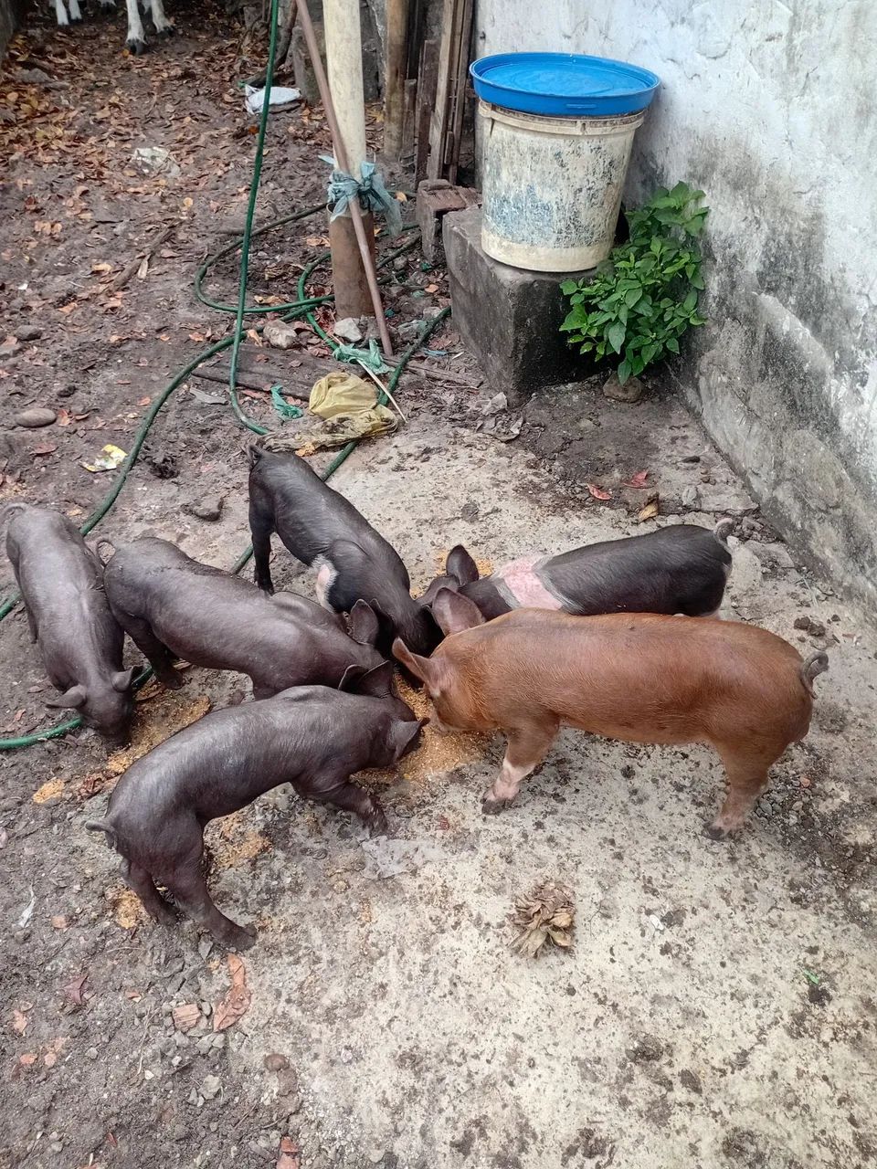 Porcos  - Foto 4