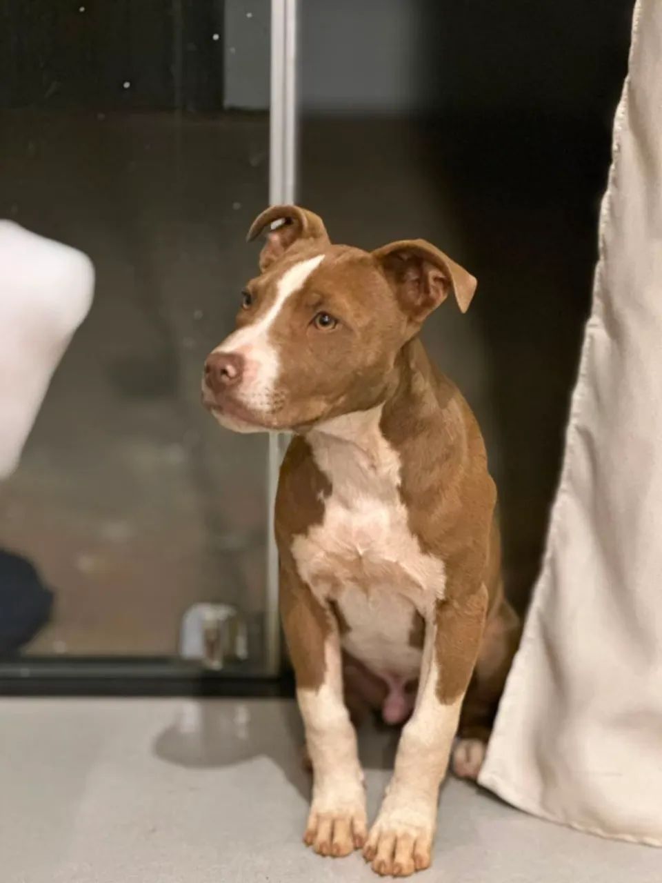 Pitbull - Foto 3