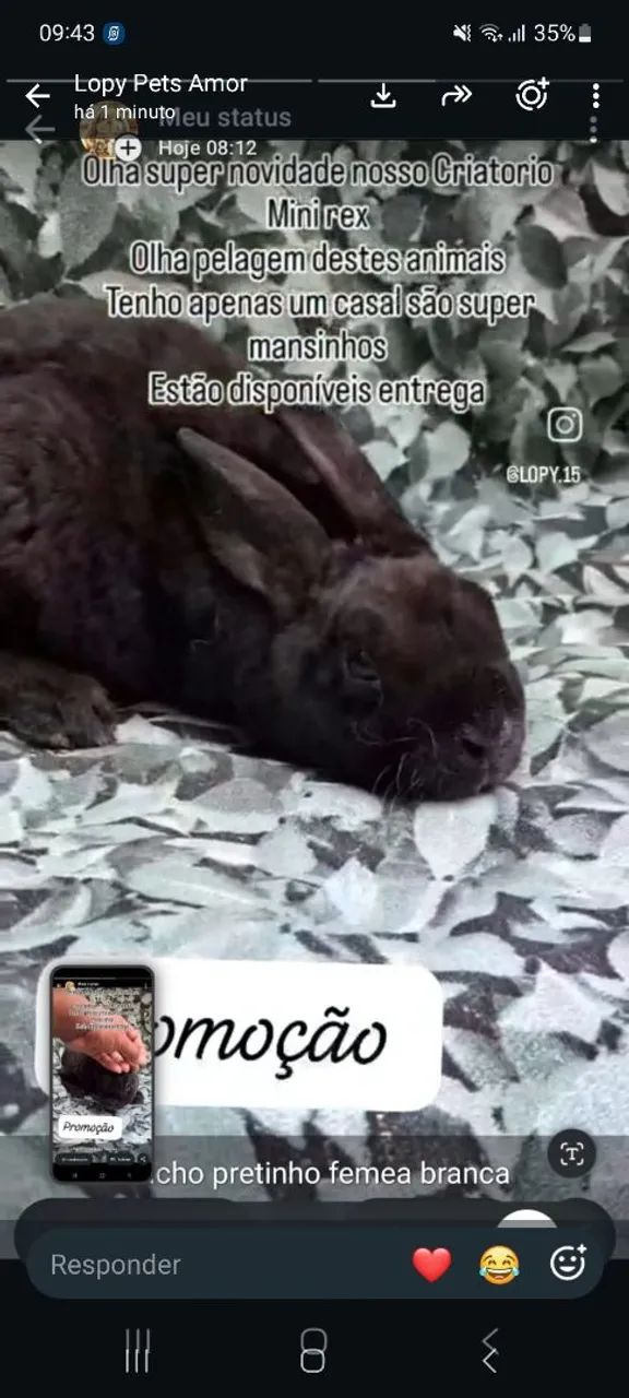 Coelho mini rex  - Foto 2