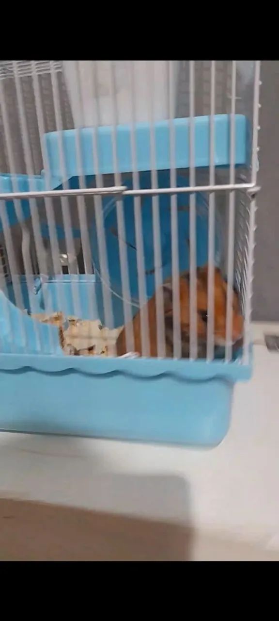 Gaiola completa para hamister sírio 