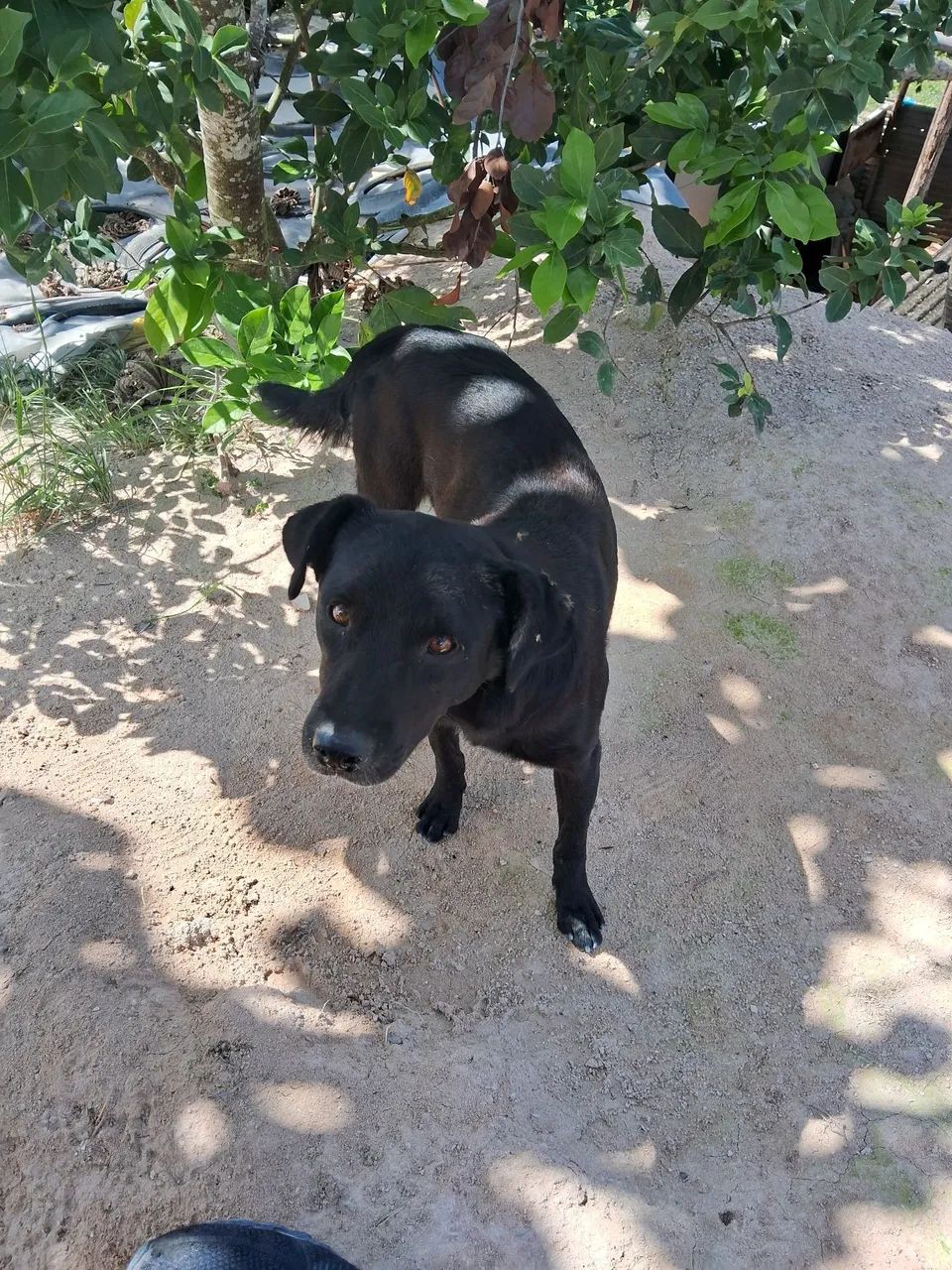 Cachorro p doação  - Foto 3