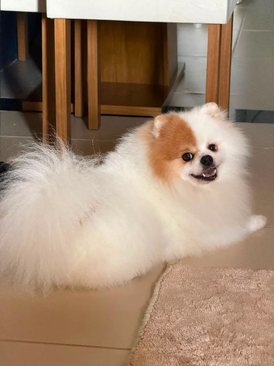 Spitz alemão macho  - Foto 3