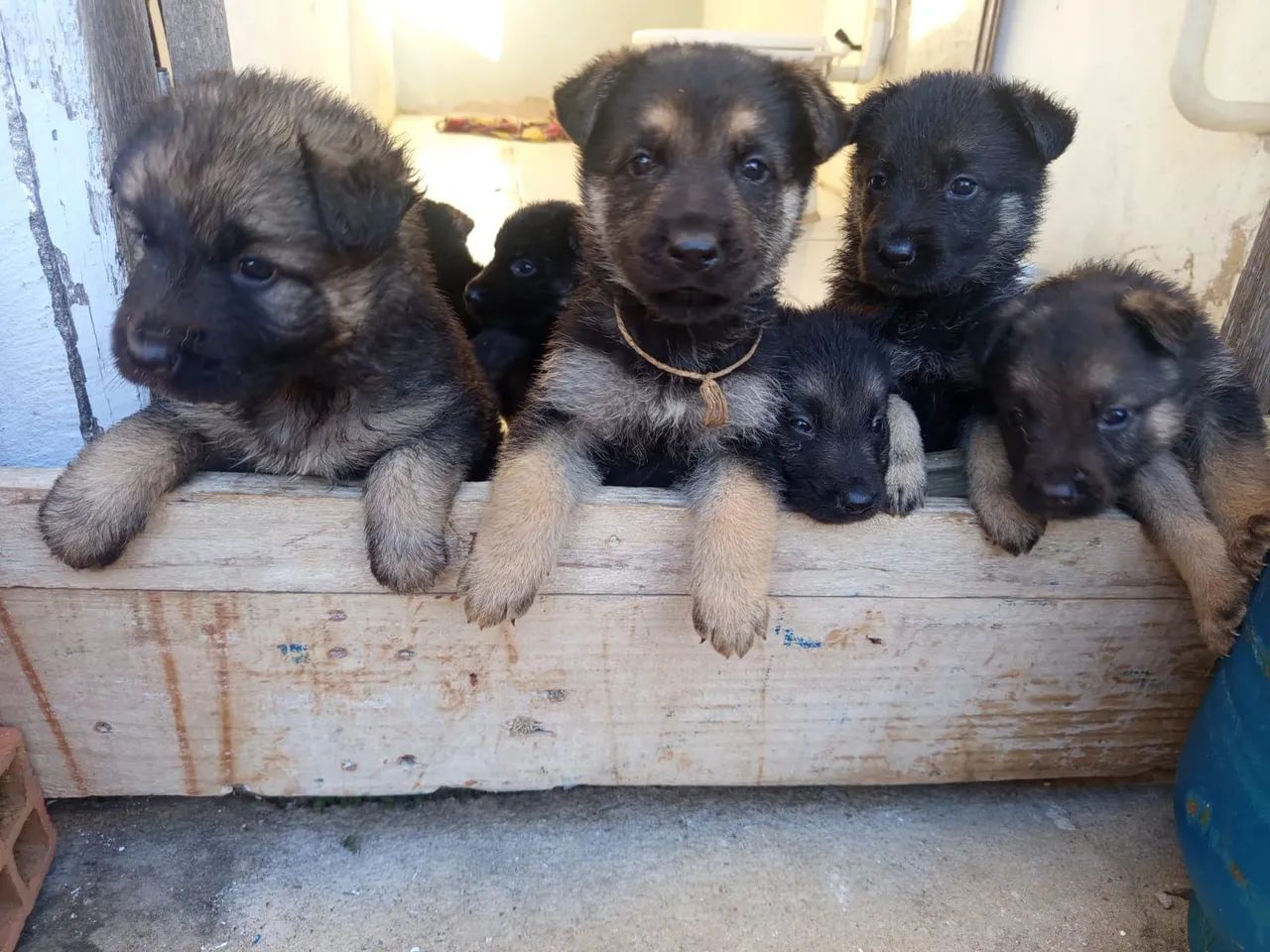 Pet - Foto 2