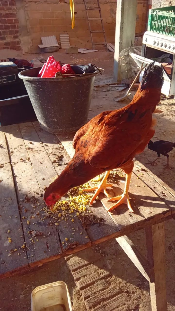 Galinhas e Patos - Foto 5