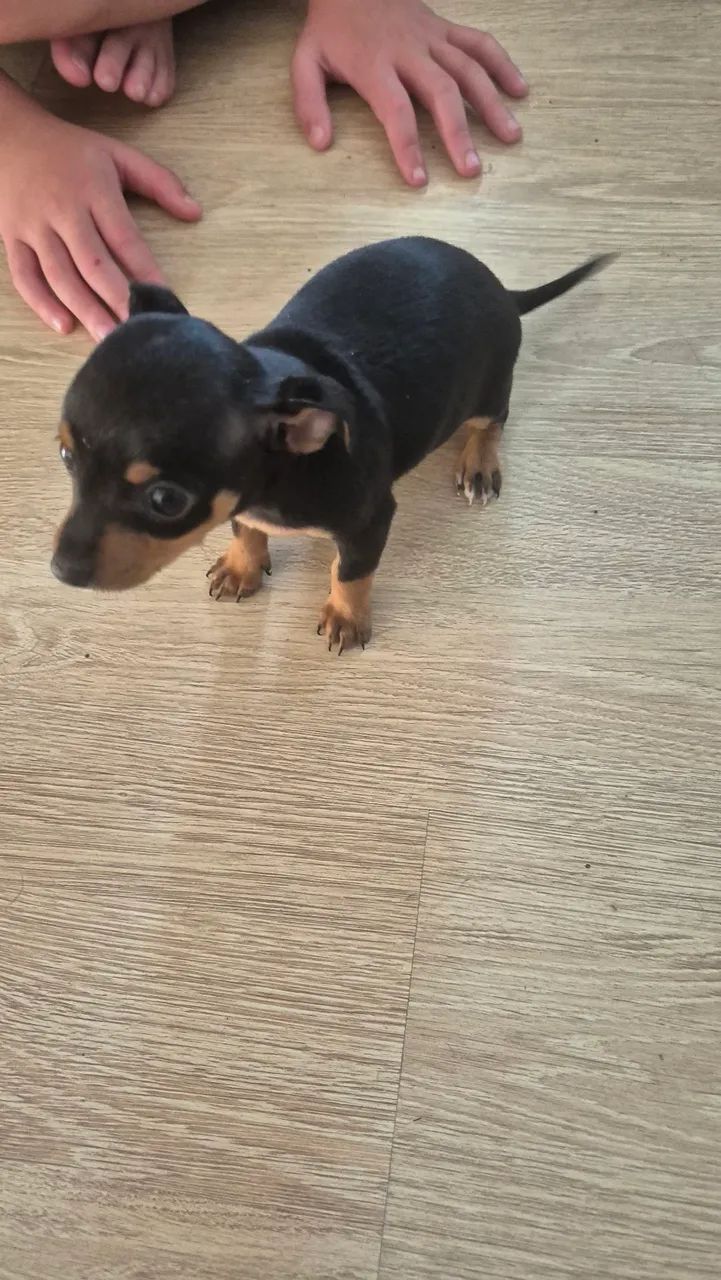 Pinscher macho  - Foto 5